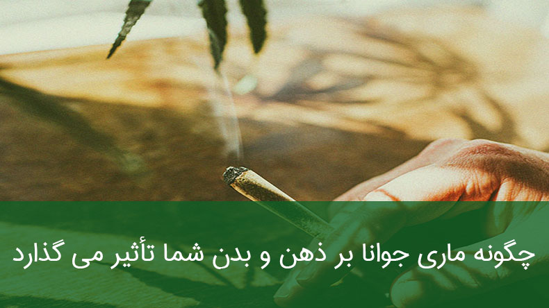 چگونه ماری جوانا بر ذهن و بدن تأثیر می گذارد