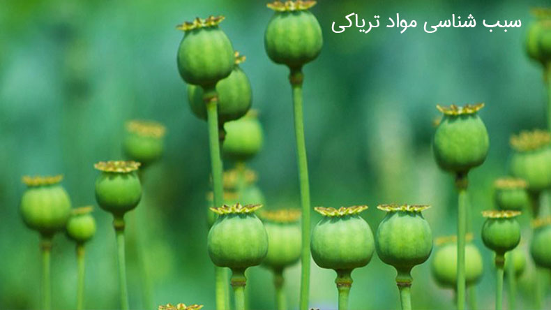 سبب شناسی مواد تریاکی